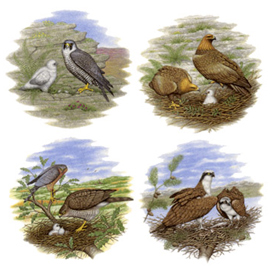 Birds of Prey, Falcon, Golden Eagle, Hawk , Osprey