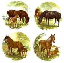 Horses