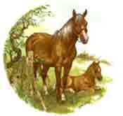 Horses