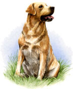 Dogs Yellow Labrador