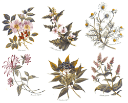 HERBS, PEPPERMINT, ELDERBERRY, DOG ROSE, MARSH MALLOW, GERMAN CHAMOMILE, SCARLET BEE BALM