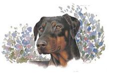 Dogs - Doberman