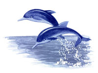 Dolphins - Blue