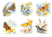 Butterflies