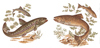 Fish Brown, Rainbow Trout Set 2 piece