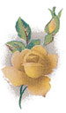 Roses - Yellow Muted