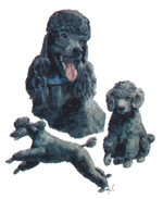 DOGS - BLACK POODLE