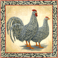 Rooster - Exotic