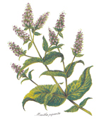 Tea Herbs - Peppermint - Glass-Low Fire