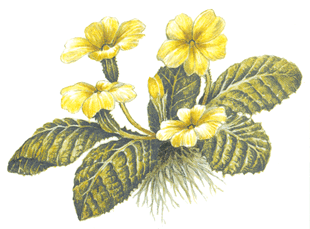 Botanicals - Primroses - Glass-Low Fire