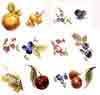 Fruit - Classic Style