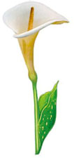 Kala Calla Lily - Flower Stems