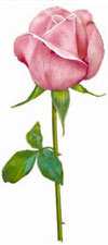 Rose - Flower Stems