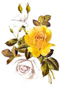 Roses Bouquet - Yellow and White