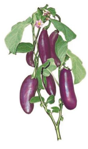 Vegetables - Eggplant