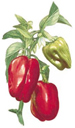 Vegetables - Red Bell Peppers
