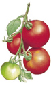 Vegetables - Tomatoes
