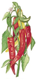 Vegetables - Red, Orange, Green Chili Peppers