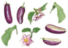 Vegetables - Eggplant - Bits