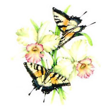 Butterfly Butterflies Florals