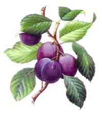 Plum Plums