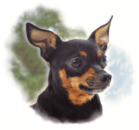 Dogs - Pinscher