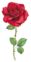 Red Rose Stem