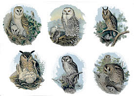 Owls with babies