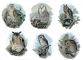 Owls