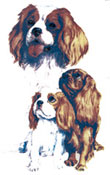 DOGS - CAVALIER KING CHARLES SPANIEL