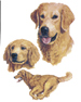 Dogs -GOLDEN RETRIEVER