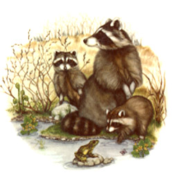 Raccoon Family