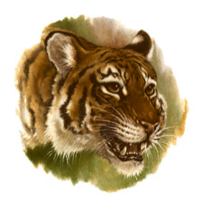 Tiger Bit Sheet of 12