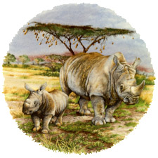 Rhinos