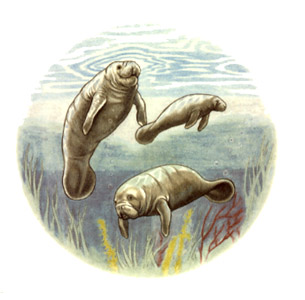 Manatees