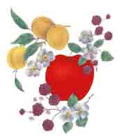 Apple, Berries, Yellow Plums, Blossoms