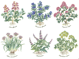 Bright Herbs Flowers, Salvia, Rosemary, Oregano, Chives, Mint,, Parsley