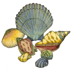 Mariner Series - Shells
