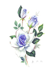 Sapphire (Blue) Rose Flowers