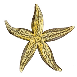 Mariner Series - Starfish