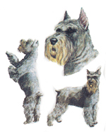 DOGS - MINI SCHNAUZER