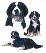 Dogs - Bernese Mountain Dog