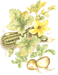 Vegetable Squash - Turnips
