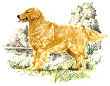 Dogs - Golden Retriever