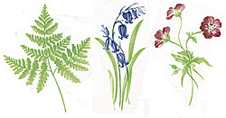 Woodlands Pink Flowers, Fern, Bluebells