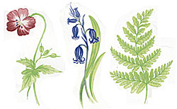 Woodlands Pink Flowers, Fern, Bluebells