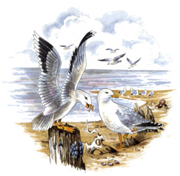 Birds - Seagulls