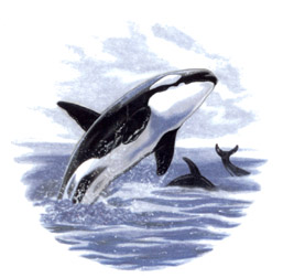 Whale - Orca