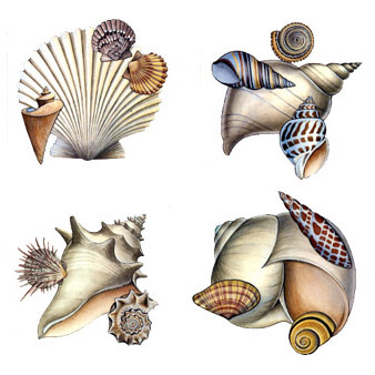 Seashells