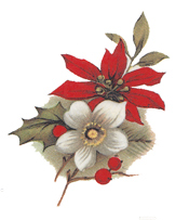 Poinsettia